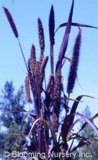 Pennisetum 'Purple Majesty'